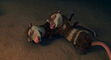 Ice-age2-disneyscreencaps.com-6303
