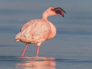 Lesser Flamingo in Kenya
