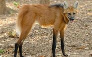 Maned Wolf as Robin Sinder