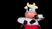 Meet The Orchestra Drumming Cow
