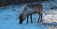 Milwaukee County Zoo Reindeer.png (3.03 MB) Reindeer