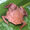 Surinam Toad