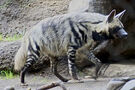 Striped hyena 2