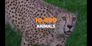 Toledo Zoo Cheetah