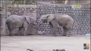 UTAUC African Elephants