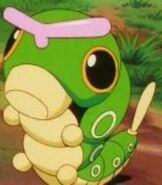 Ash's Caterpie