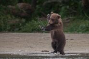 Baby Brown Bear