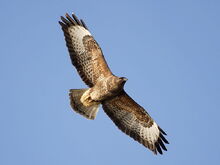 Buzzard 5445.jpg