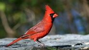 Northern Cardinal as Darwinopterus