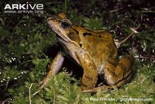 Frog, Common.jpg