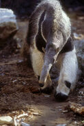 Giant Anteater as Aardvark