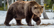 Grizzly Bear as Shere Khan