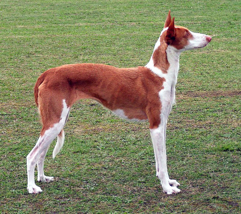 Ibizan Hound.jpg