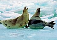 Male and Female Harp Seals