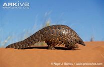 Pangolin.jpg