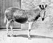 Quagga.jpg