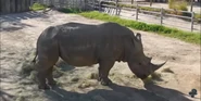 Southern White Rhinoceros as Styracosaurus