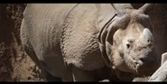 San Diego Zoo Indian Rhino.png (2.49 MB)