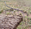 Walking Stick