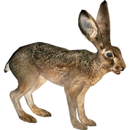 Zoo Tycoon Brown Jackrabbit