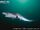 Sharpnose Sevengill Shark