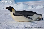 Adult-emperor-penguin-tobogganing