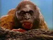 After Man: A Zoology of the Future