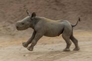 Black Rhinoceros Calf