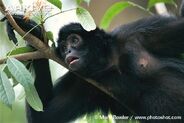 Brown-Headed Spider Monkey as Trachodon