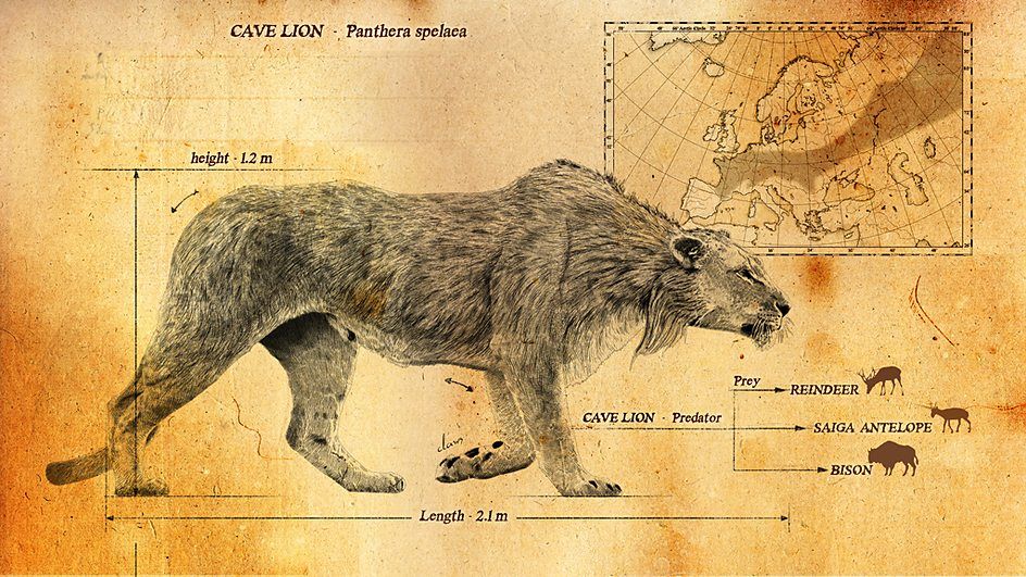 Eurasian Cave Lion | The Parody Wiki | Fandom