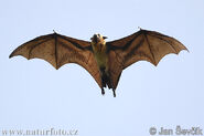 Example of a bat in modern times