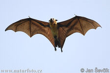 Flying Fox, Indian.jpg
