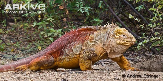 Galapagos Pink Land Iguana The Parody Wiki Fandom