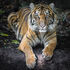 Indrah the Sumatran Tiger