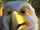 Animateds (Planes; 2013)