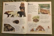 The Kingfisher First Animal Encyclopedia (8)