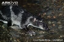 Water-opossum-in-a-stream.jpg