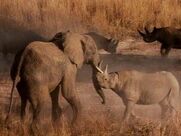 Wild Animal Attack (Rhinoceros Vs Elephant)