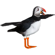 Zoo Tycoon Puffin 3