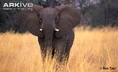 African-elephant-.jpg (63 KB)