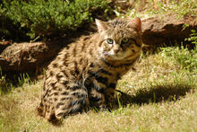 Blackfooted-cat-LaWanna-Mitchell.jpg
