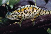 Chameleon, carpet.jpg