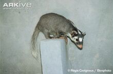 Chinese-ferret-badger.jpg