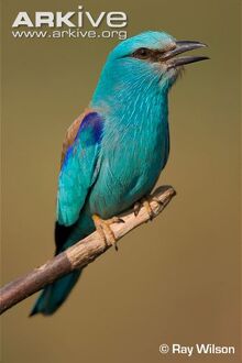 European-roller-perched.jpg