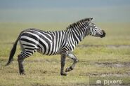 Grant's Zebra Stallion