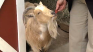 Greenville Zoo Goat