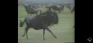 HAA Wildebeest