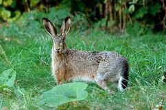 Hare, European.jpg