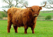 Highland Bull as Tauros