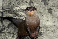 Asian Small Clawed Otter